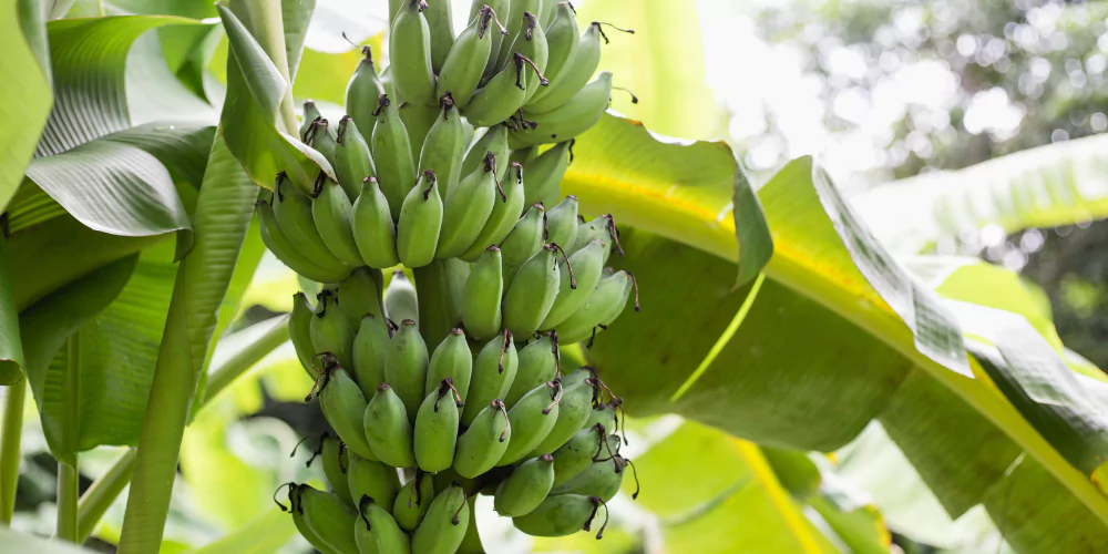 Banana2