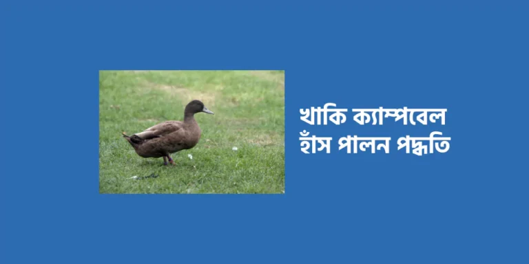 Duck1