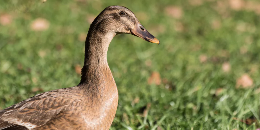 Duck2