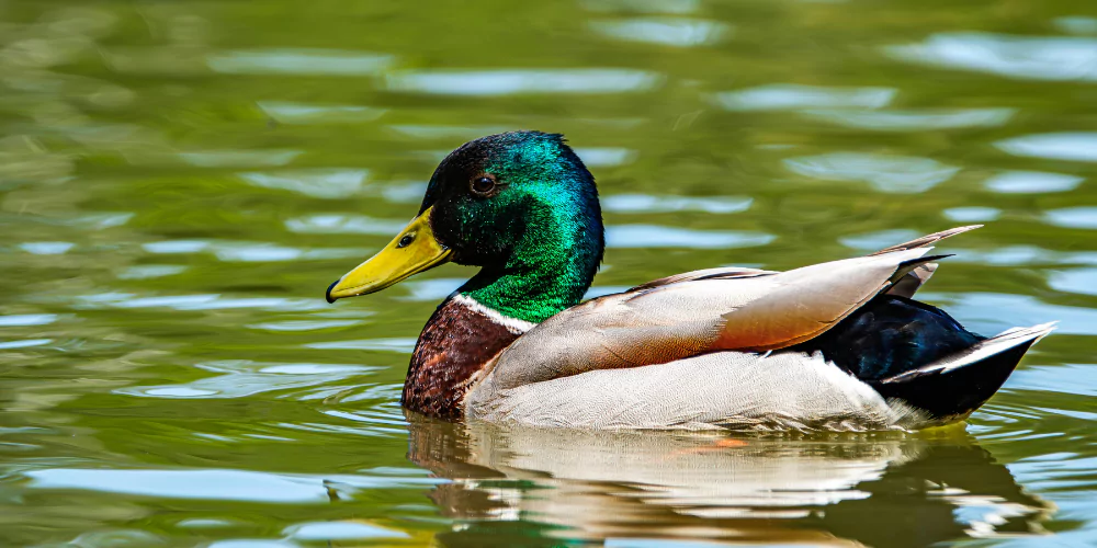 Duck3