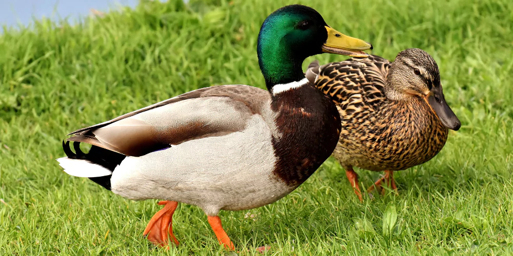 Duck4