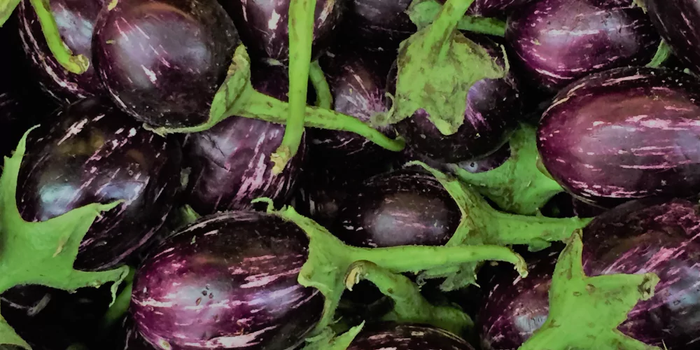 Eggplant3