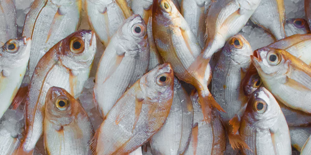 Fish5
