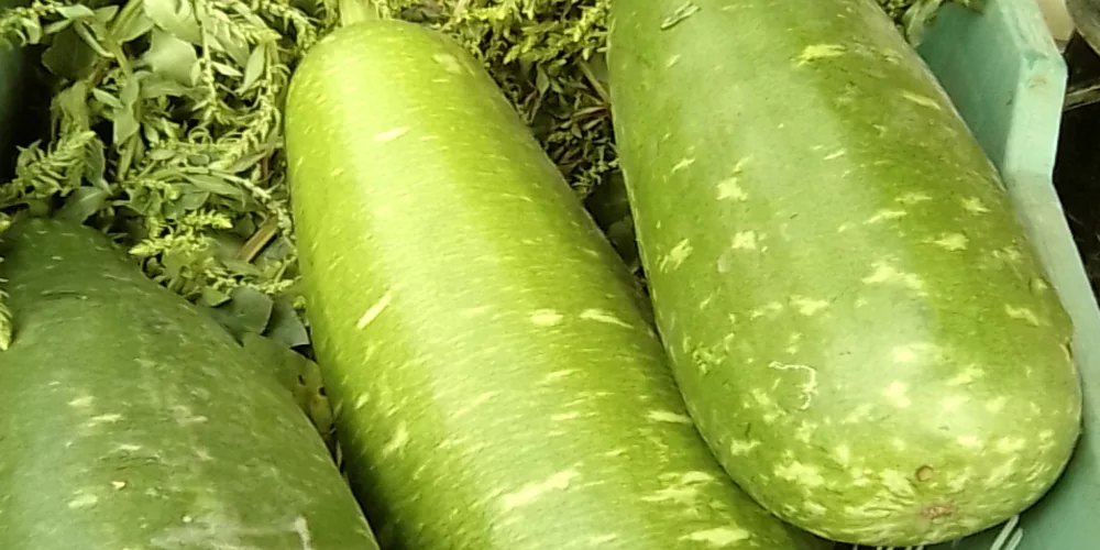 Gourd3