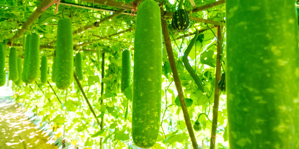Gourd4