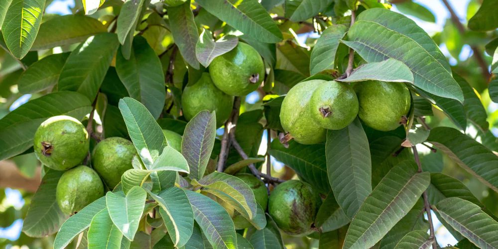 Guava2