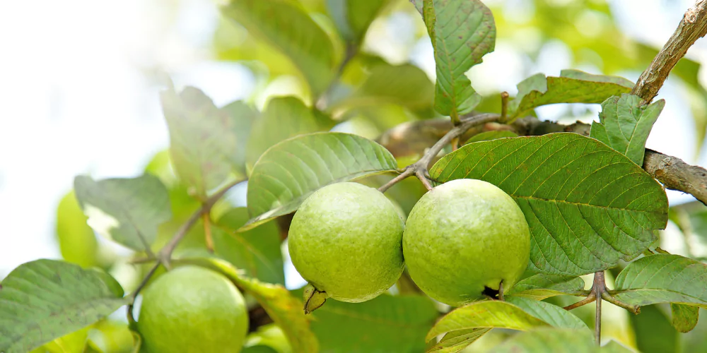 Guava3