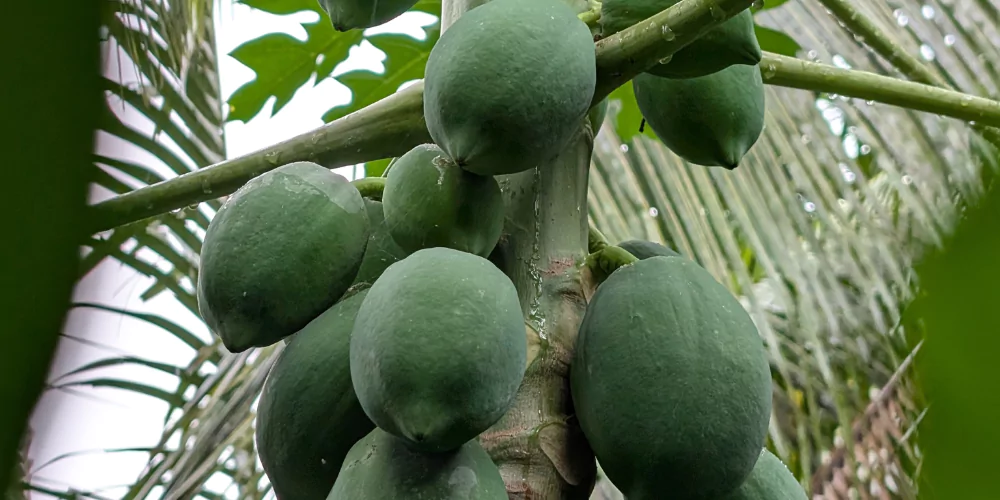 Papaya2