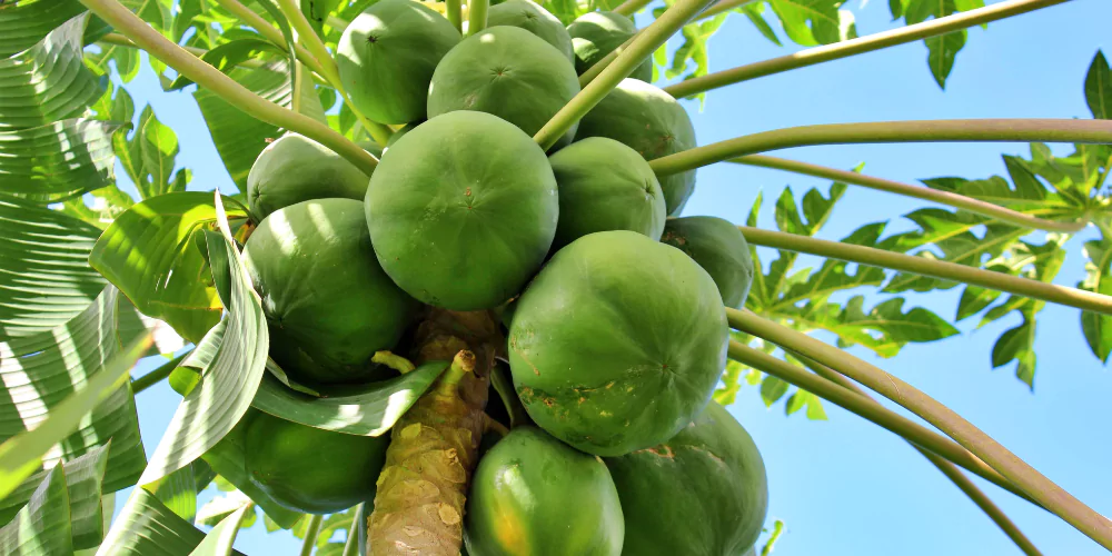 Papaya3