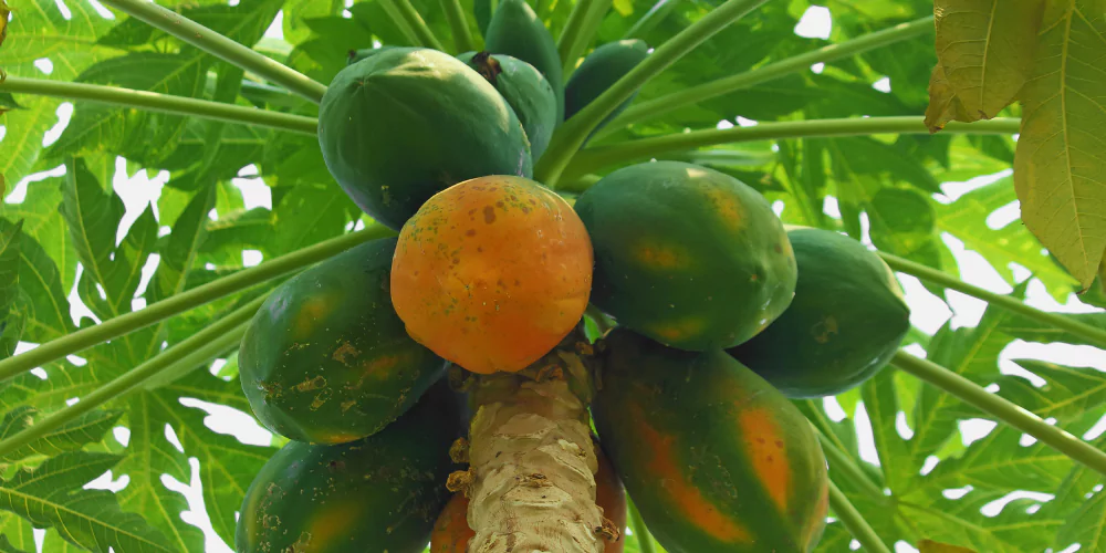 Papaya4