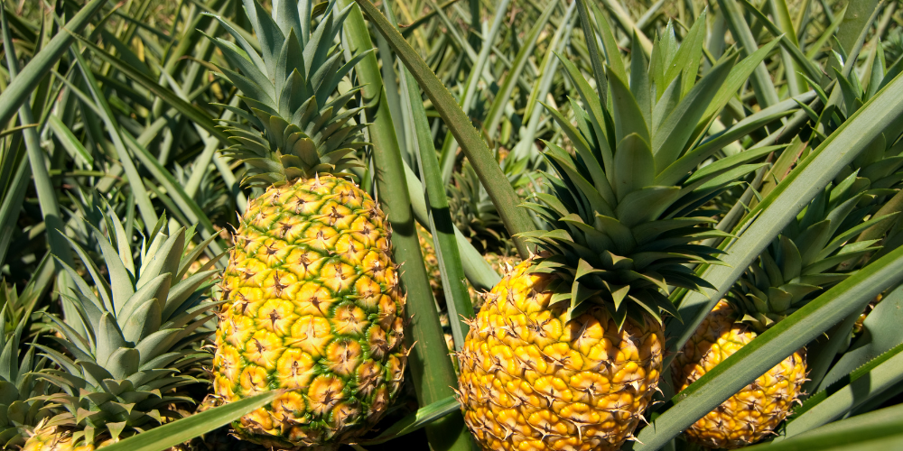 Pineapple3