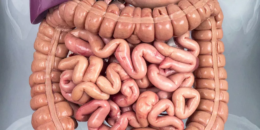 Digestive power