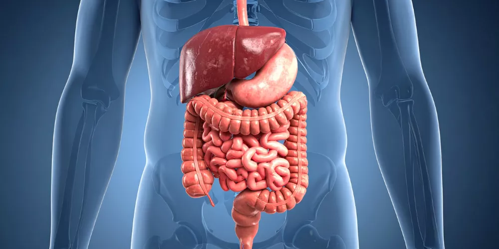 Digestive power4