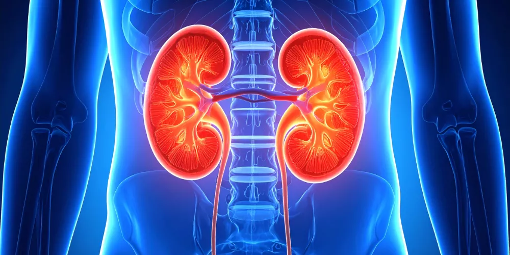 Kidney3