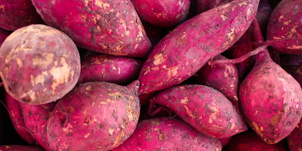 Sweet potato4